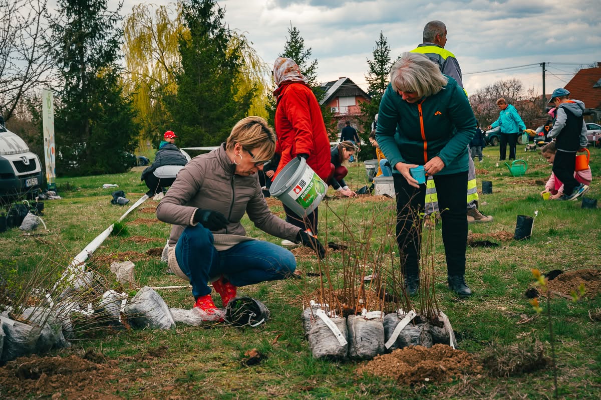 10 millió Fa Udvar – Zöld Katlan
